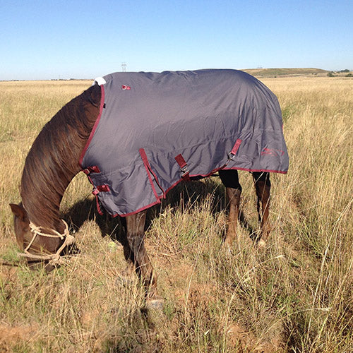 What kind of winter blanket does my horse need?