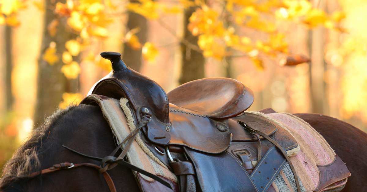 A western saddle sits on the curvature of a horse's back. The trees have bright yellow autumn leaves in the background.