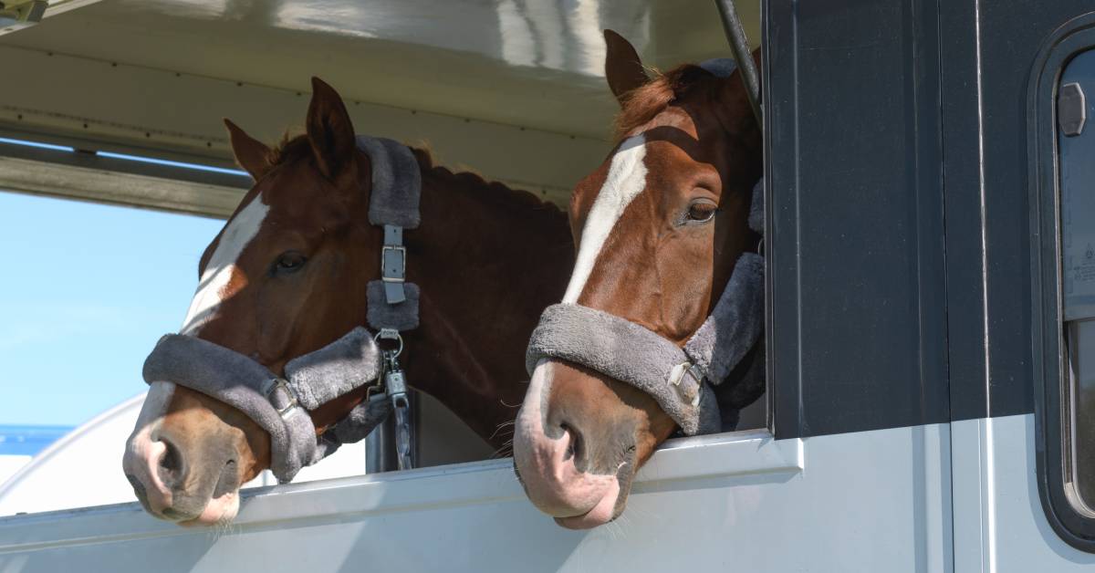 Two horses with identical brown skin and white streaks on their nose sit in a transport trailer, looking bored.