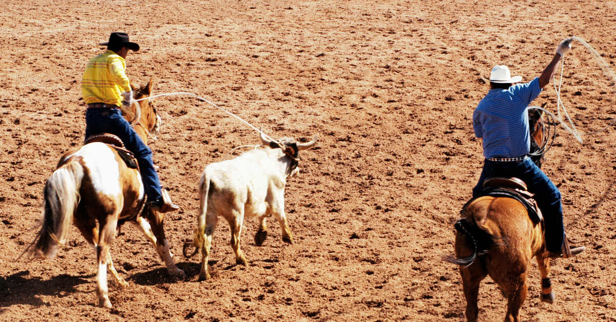 Two riders are trying to rope a bull. One rider has his rope in the air while another has thrown his rope around the bull.