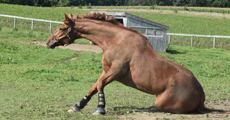 A large brown horse using its front legs to stand up from the ground. Protective leg wraps cover the horse's legs.