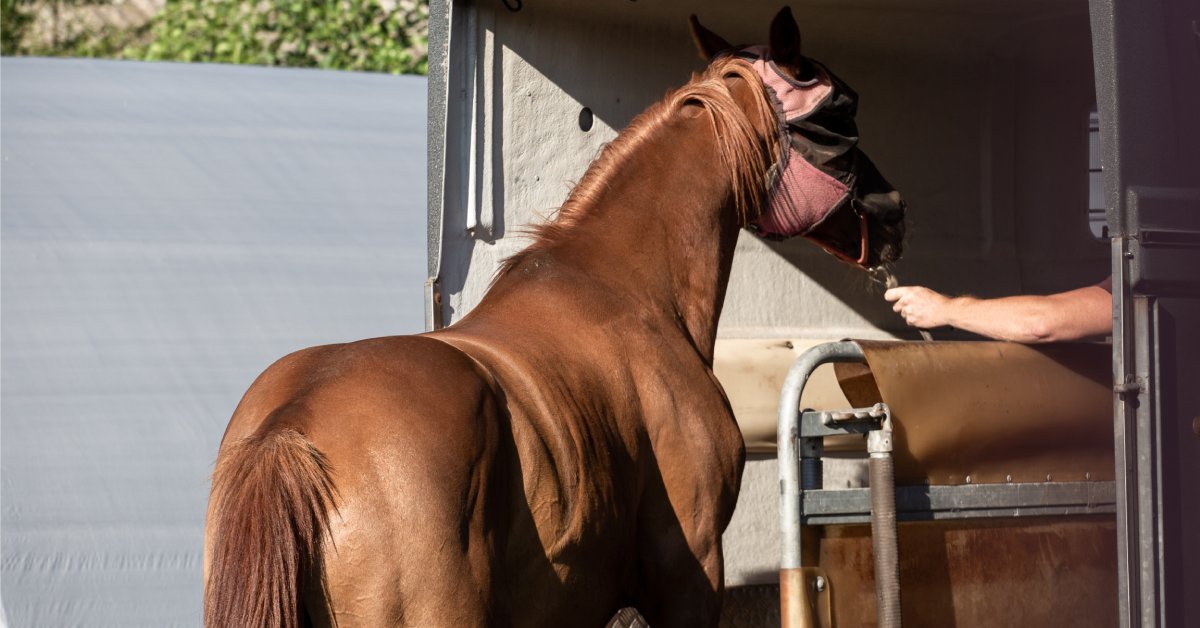 A person’s hand grabs onto a horse’s rains and pulls them into a trailer. The horse wears a red fly mask.