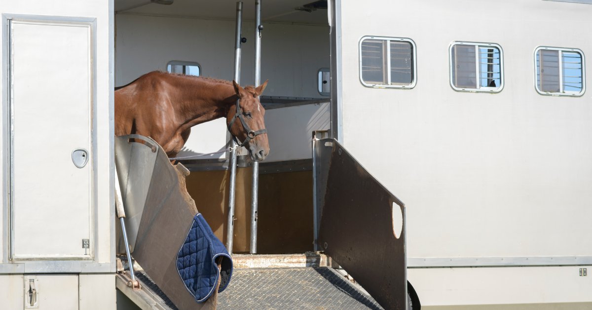 A brown horse stands near the exit ramp of a large white horse trailer with three small windows. The sky is blue overhead.