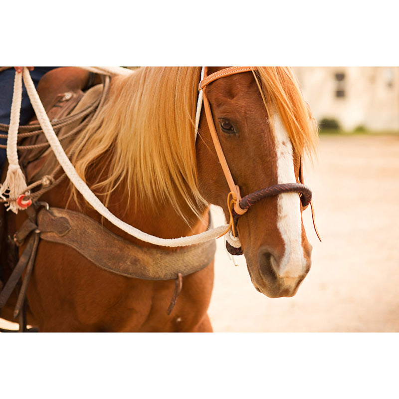 Oxbow Tack Complete Breaking Hackamore Set