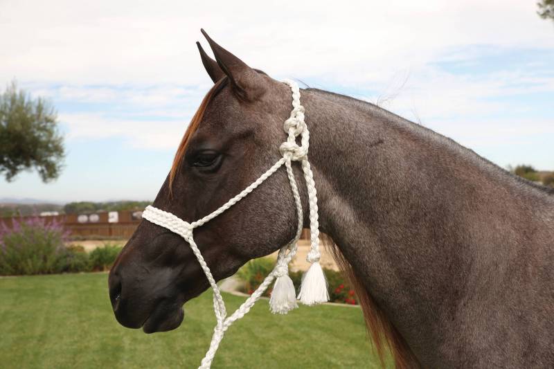 Professional's Choice White Braided Halter with Lead Rope