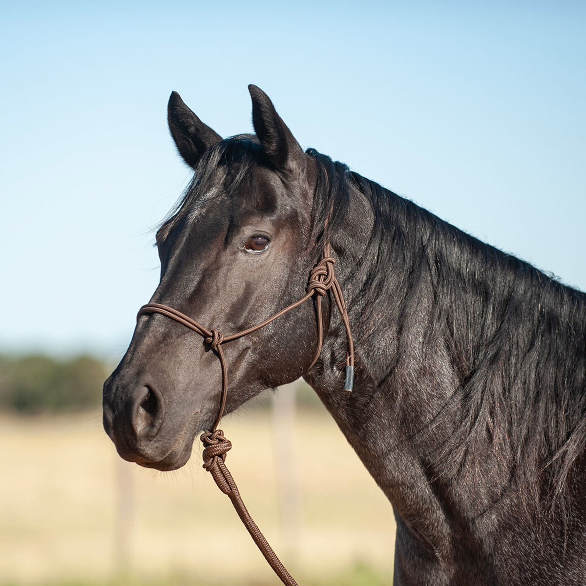 Classic Equine Solid Halter with 9' Lead Rope- Chocolate