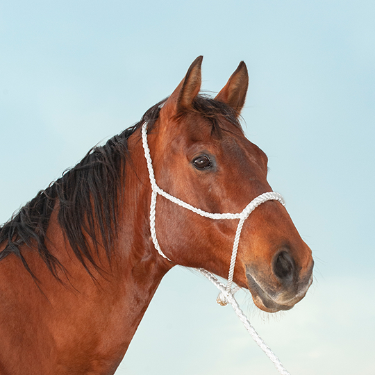 Classic Equine Rope Nose Halter with Lead- White