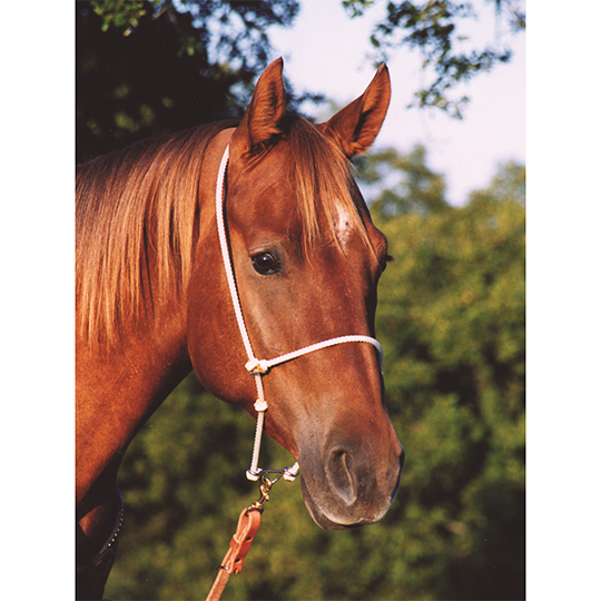 Martin Saddlery Nylon Rope Head Setter